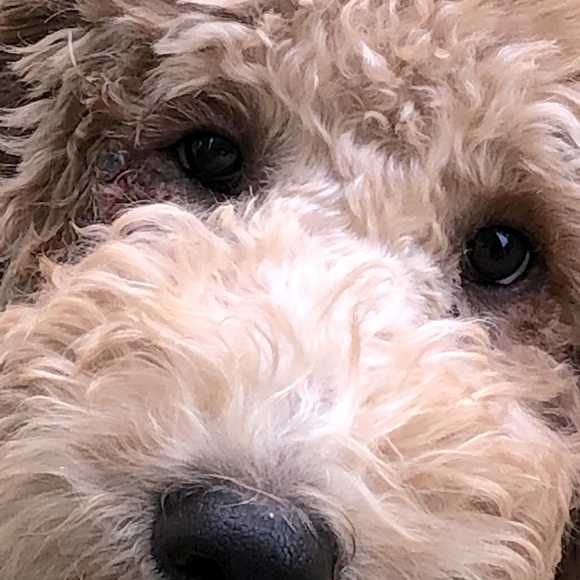 Meet your Posher, Cold War Veteran - Picture 1 of 1